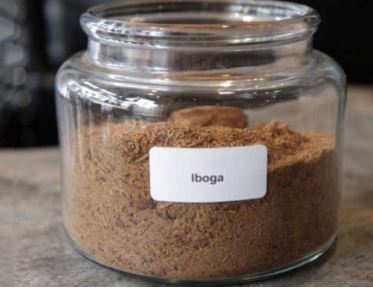 buy iboga, iboga plant, tabernanthe iboga, gw2 iboga, iboga root, iboga plants, iboga root bark, USA, Germany, Spain, UK, Canada.