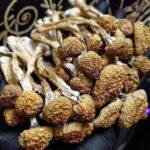 penis envy mushroom strain