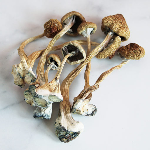 african transkei mushrooms for sale