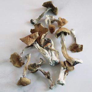 Buy Psilocybe Azurescens Mushroom for sale California