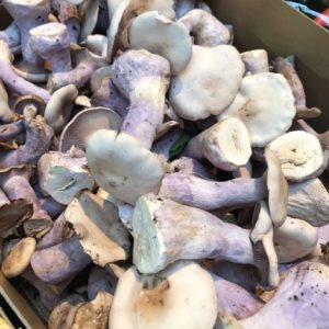 Buy Blue Foot Mushroom for sale online California.