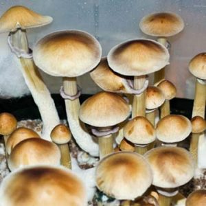 Buy Burma Mushrooms for sale California
