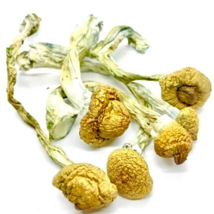 Buy B+ Magic Mushrooms