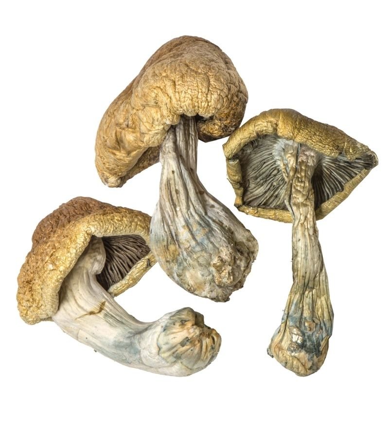 cambodian-cubensis-800x900-1.jpg