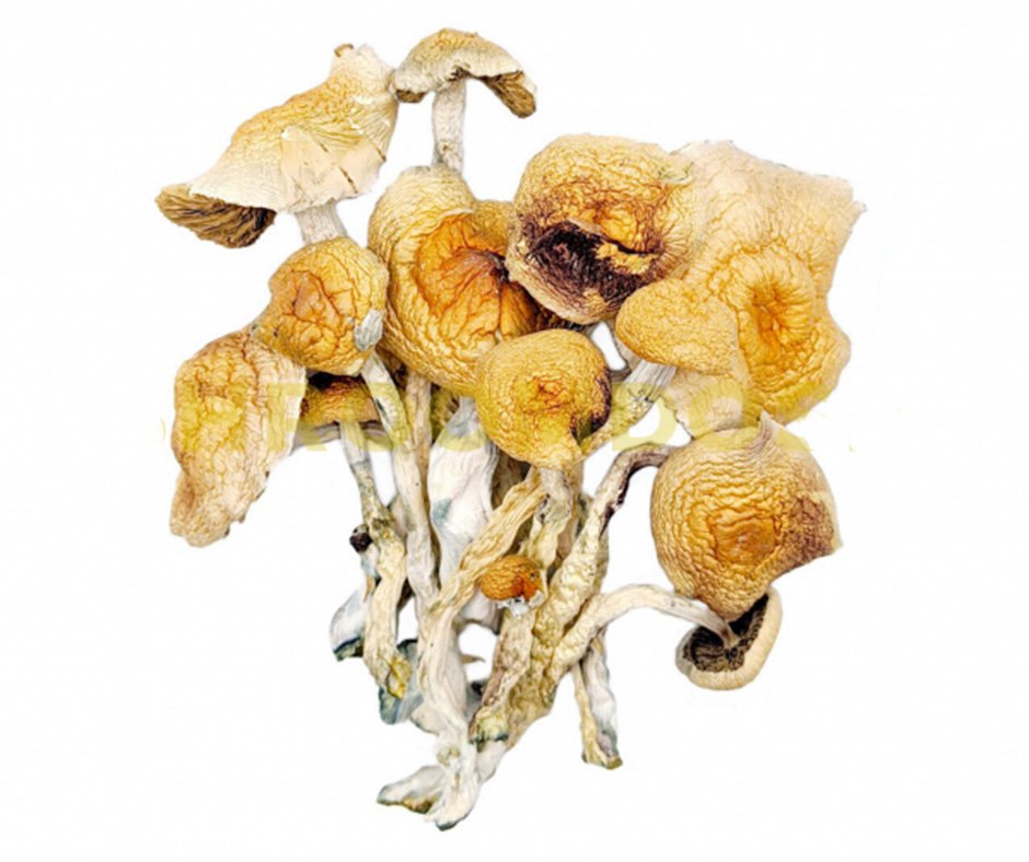 shroom-ft-1.jpg