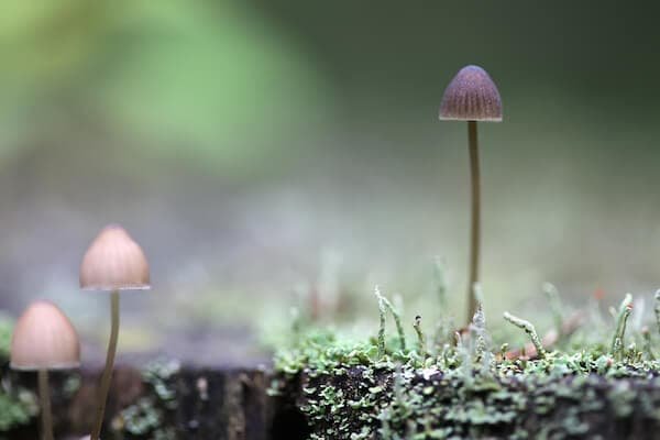 Magic Mushroom Dispensary Denver