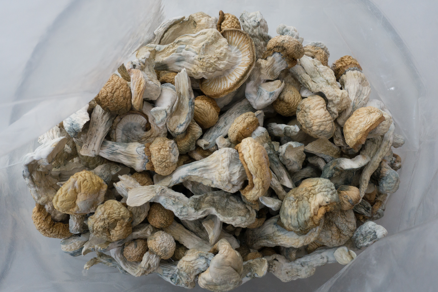 Penis-Envy-Bag-Shrooms-Canada.jpg