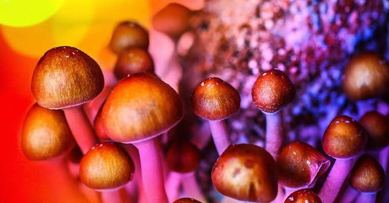 Magic mushroom shop USA